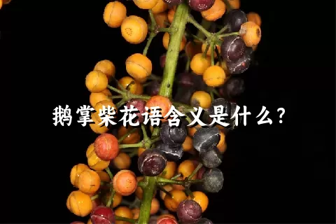 鹅掌柴花语含义是什么？