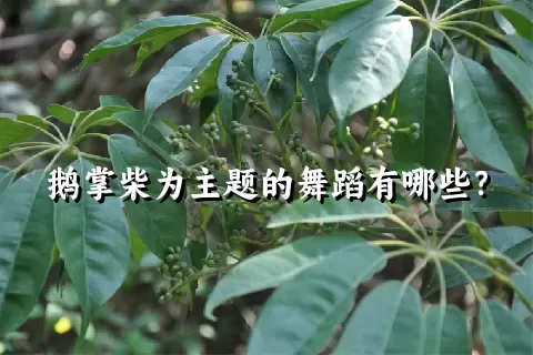 鹅掌柴为主题的舞蹈有哪些？