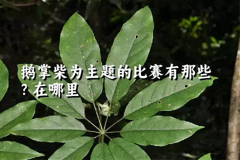 鹅掌柴为主题的比赛有那些？在哪里