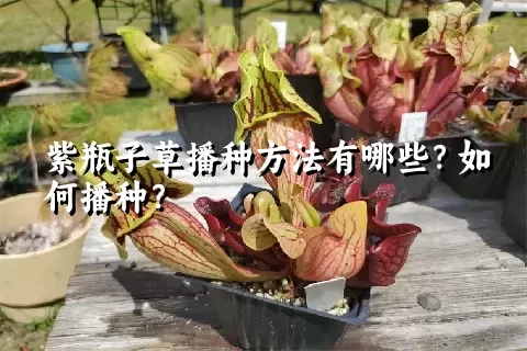 紫瓶子草播种方法有哪些？如何播种？