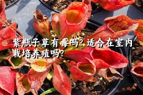 紫瓶子草有毒吗？适合在室内栽培养殖吗？