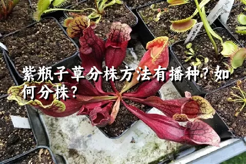 紫瓶子草分株方法有播种？如何分株？