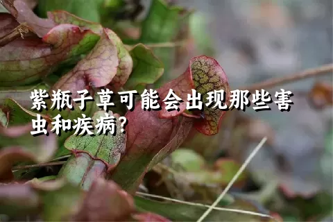 紫瓶子草可能会出现那些害虫和疾病？