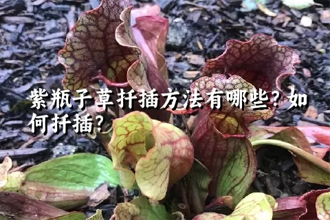 紫瓶子草扦插方法有哪些？如何扦插？