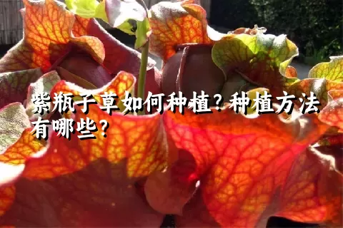 紫瓶子草如何种植？种植方法有哪些？