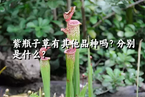 紫瓶子草有其他品种吗？分别是什么？