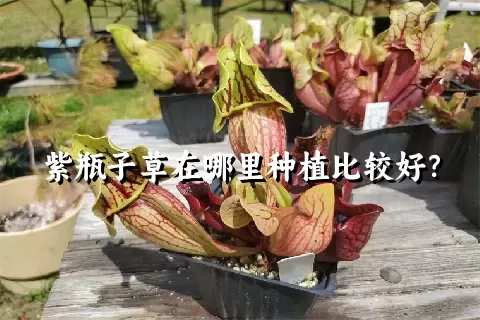 紫瓶子草在哪里种植比较好？