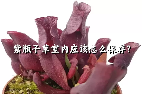 紫瓶子草室内应该怎么保存？