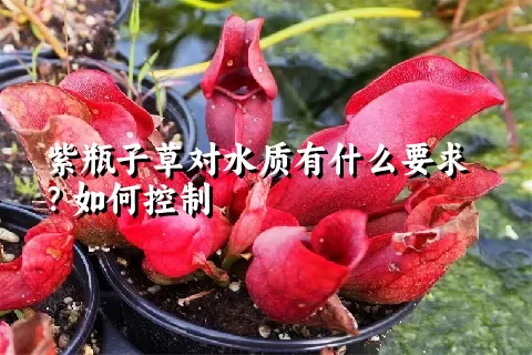 紫瓶子草对水质有什么要求？如何控制