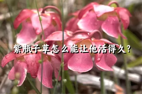 紫瓶子草怎么能让他活得久？