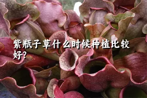 紫瓶子草什么时候种植比较好？