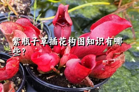 紫瓶子草插花构图知识有哪些？