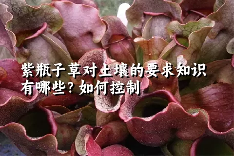 紫瓶子草对土壤的要求知识有哪些？如何控制