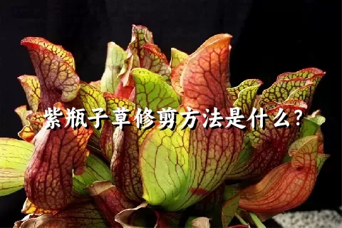 紫瓶子草修剪方法是什么？