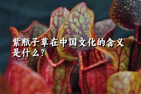 紫瓶子草在中国文化的含义是什么？