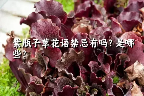 紫瓶子草花语禁忌有吗？是哪些？