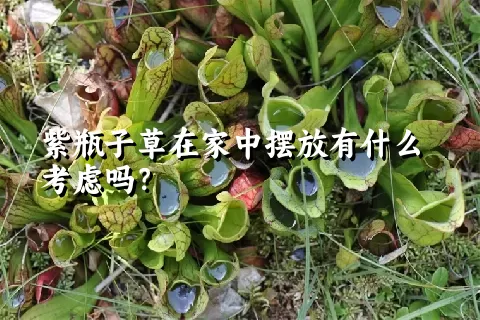 紫瓶子草在家中摆放有什么考虑吗？