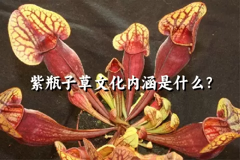 紫瓶子草文化内涵是什么？