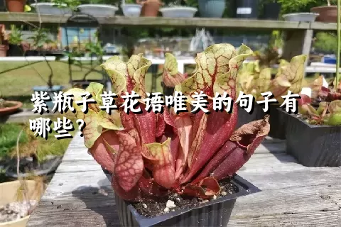 紫瓶子草花语唯美的句子有哪些？