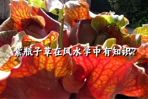 紫瓶子草在风水学中有知识？