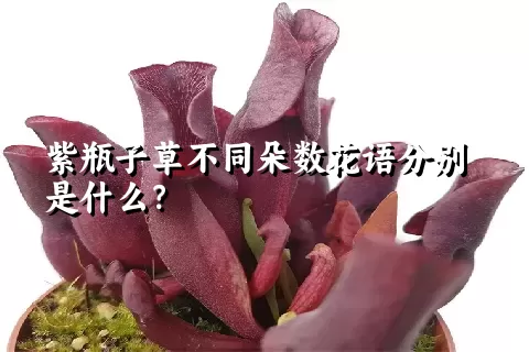 紫瓶子草不同朵数花语分别是什么？