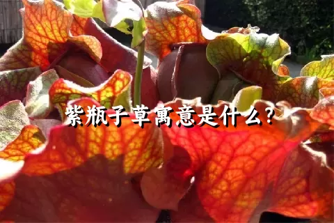 紫瓶子草寓意是什么？