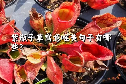 紫瓶子草寓意唯美句子有哪些？