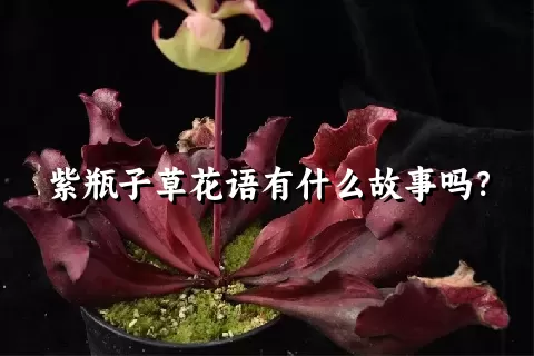 紫瓶子草花语有什么故事吗？