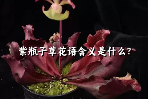 紫瓶子草花语含义是什么？