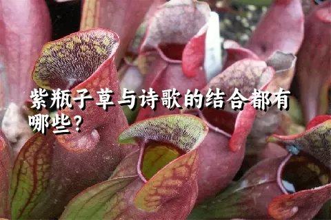 紫瓶子草与诗歌的结合都有哪些？