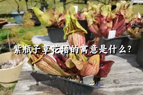 紫瓶子草花语的寓意是什么？