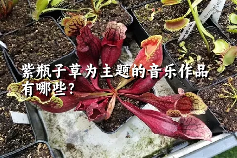 紫瓶子草为主题的音乐作品有哪些？