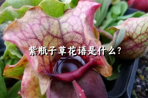 紫瓶子草花语是什么？