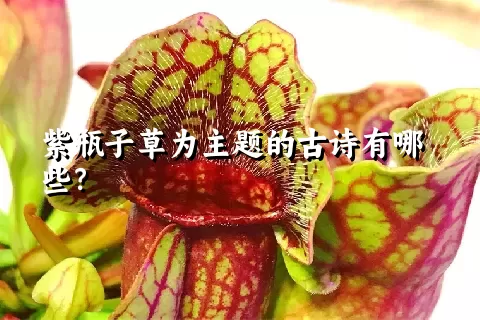 紫瓶子草为主题的古诗有哪些？