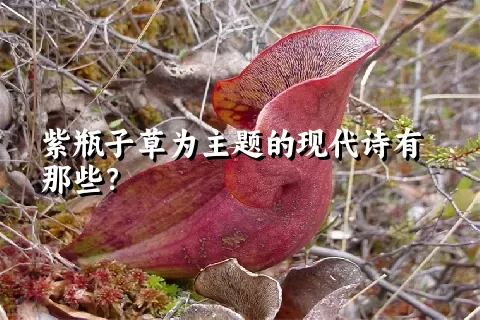 紫瓶子草为主题的现代诗有那些？