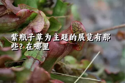 紫瓶子草为主题的展览有那些？在哪里