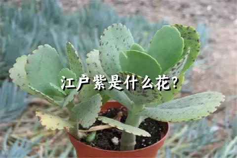 江户紫是什么花？