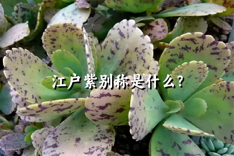 江户紫别称是什么？