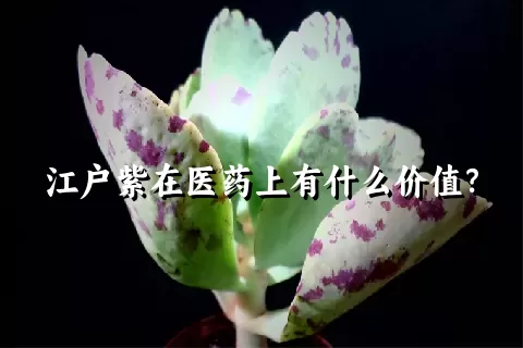 江户紫在医药上有什么价值？