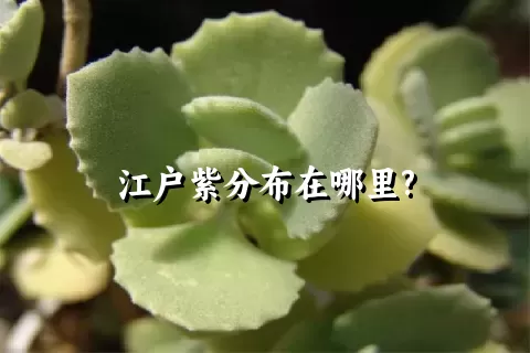 江户紫分布在哪里?