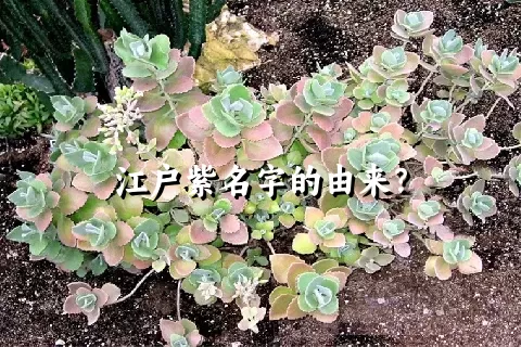 江户紫名字的由来？