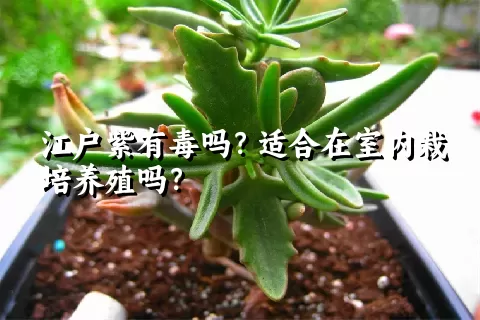 江户紫有毒吗？适合在室内栽培养殖吗？