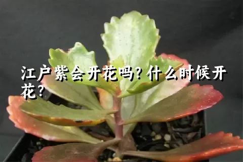 江户紫会开花吗？什么时候开花？