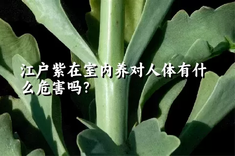 江户紫在室内养对人体有什么危害吗？