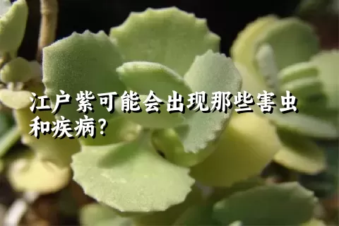 江户紫可能会出现那些害虫和疾病？