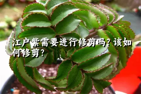 江户紫需要进行修剪吗？该如何修剪？