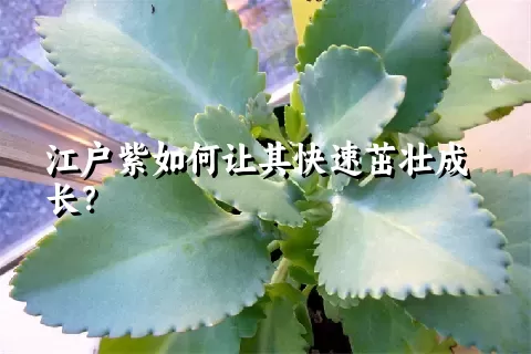 江户紫如何让其快速茁壮成长？