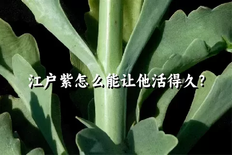 江户紫怎么能让他活得久？