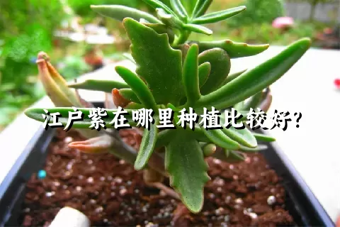 江户紫在哪里种植比较好？