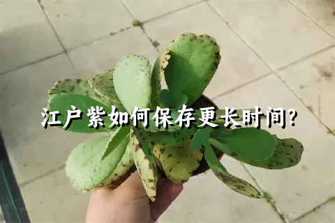 江户紫如何保存更长时间？